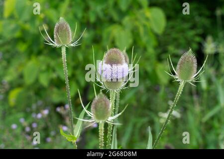 Teasels (Dipsacus fullonum) Floraison Fuller'scuteel Banque D'Images