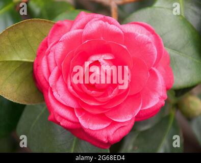 Camellia japonica fleurit dans un jardin de Melbourne, automne/hiver 2021 Banque D'Images