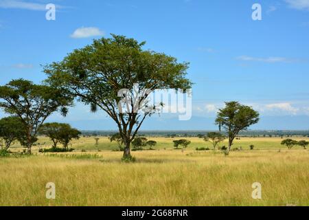 OUGANDA. PARC NATIONAL DE LA REINE ELIZABETH. PAYSAGE DU PARC NATIONAL DE LA REINE ELISABETH. Banque D'Images