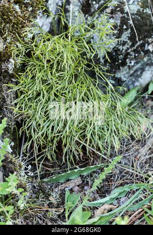 Forbes spleenwort (Asplenium septentrionale) Banque D'Images