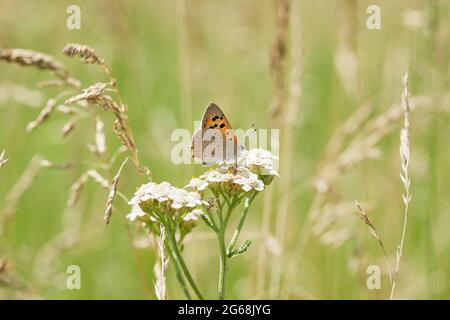 Un Petit Cuivre (lycaena Phlaeas) Se Trouve Sur Les Tiges De Bruyère De 