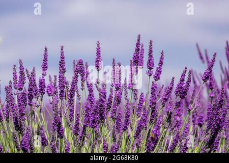 Gros plan de fleurs de lavande en pleine fleur et ciel bleu. Banque D'Images