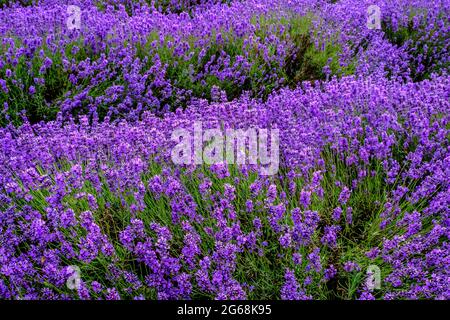 Lavande en pleine fleur, en croissance dans un champ. Banque D'Images