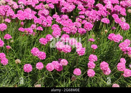 Une masse de Thrift de mer rose, Armeria maritima, fleurit sous le soleil d'été. Banque D'Images