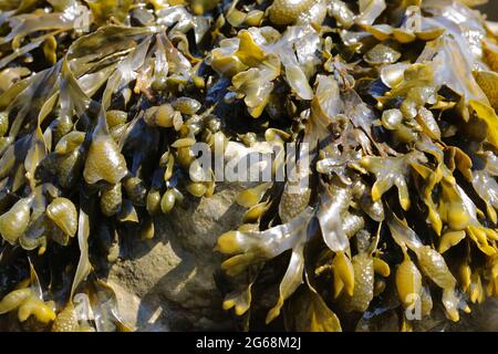 Gros plan de l'algue à crémaillère spirale, Fucus spiralis, qui pousse sur une plage Banque D'Images
