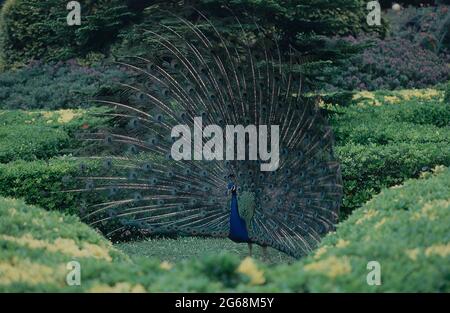 PAVO REAL CON SU COLA DESPLEGADA PARA CORTEJO. EMPLACEMENT : PARQUE ISABEL LA CATOLICA. Gijón. ASTURIES. ESPAGNE. Banque D'Images