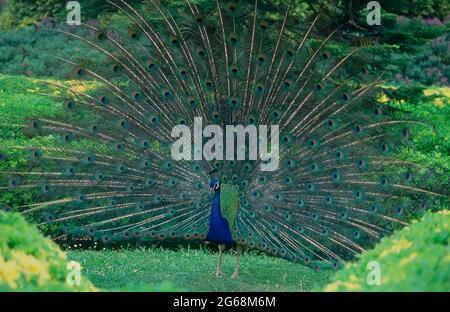 PAVO REAL CON SU COLA DESPLEGADA PARA CORTEJO. EMPLACEMENT : PARQUE ISABEL LA CATOLICA. Gijón. ASTURIES. ESPAGNE. Banque D'Images