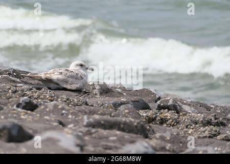 Un jeune Goéland argenté européen (Larus argentatus) assis sur un remblai côtier renforcé avec des vagues se brisant en arrière-plan Banque D'Images