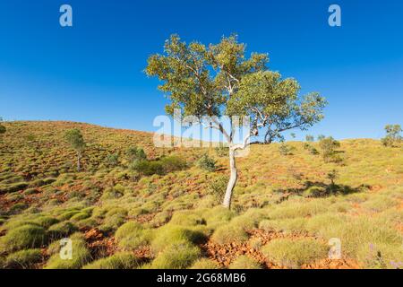 Lone Tree and spinifex sur les pentes du cratère de météorite Wolfe Creek, une attraction touristique populaire près de Halls Creek, Australie occidentale, Australie occidentale, Australie Banque D'Images