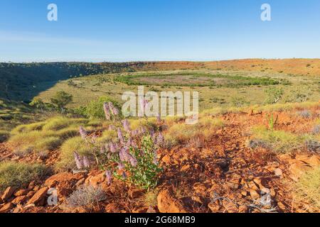 Mulla Mulla Wildflowers près du cratère de météorite de Wolfe Creek, une attraction touristique populaire près de Halls Creek, Australie occidentale, Australie occidentale, Australie Banque D'Images