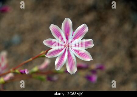 Fleur de cotylédon de Lewisia simple rose/blanc, « iskiyou lewisia », cultivée dans la Maison alpine à RHS Garden Harlow Carr, Harrogate, Yorkshire, Angleterre, Royaume-Uni Banque D'Images