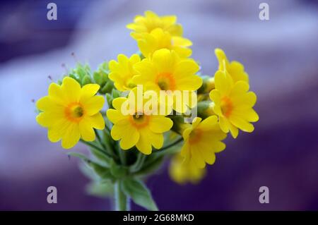 Primula Forrestii jaune (Forrest Primrose) fleurs cultivées dans la maison alpine à RHS Garden Harlow Carr, Harrogate, Yorkshire, Angleterre, Royaume-Uni Banque D'Images