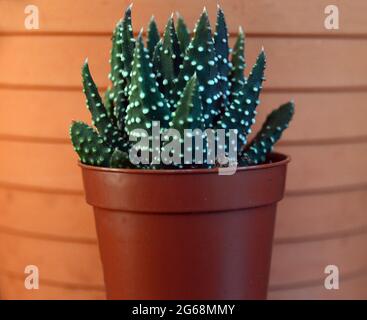 Haworthia attenuata (Zebra Haworthia) Cactus cultivé dans un Flowerpot. Banque D'Images