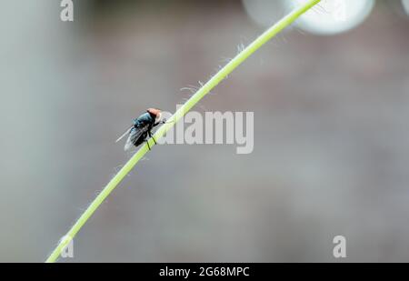 Mouche de bouteille verte commune reposant sur une branche Banque D'Images