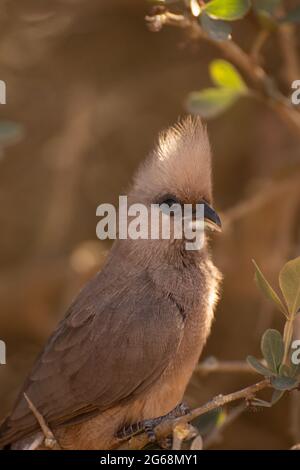 La salle africaine d’observation des oiseaux de souris, c’est ses branches Banque D'Images