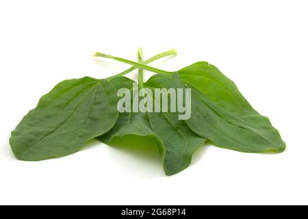 Gros plan des feuilles plantago isolées sur fond blanc. Banque D'Images