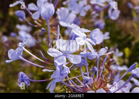 Gros plan des fleurs bleu clair de l'usine Blue Plumbago (Plumbago auriculata) Banque D'Images