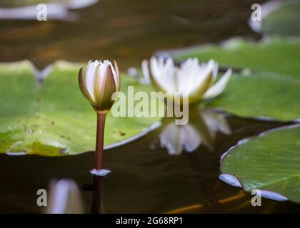 Nénuphars (Nymphaeaceae) fleurs blanches avec des feuilles plates dans un étang Banque D'Images