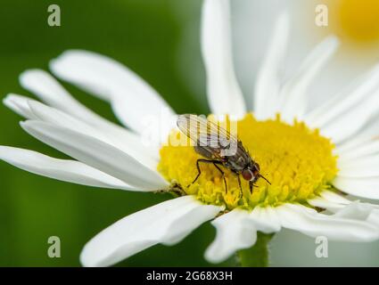 Une mouche du tigre sur une Marguerite Oxeye, Chipping, Preston, Lancashire, Royaume-Uni Banque D'Images