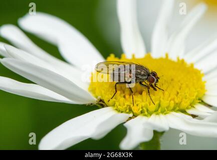 Une mouche du tigre sur une Marguerite Oxeye, Chipping, Preston, Lancashire, Royaume-Uni Banque D'Images