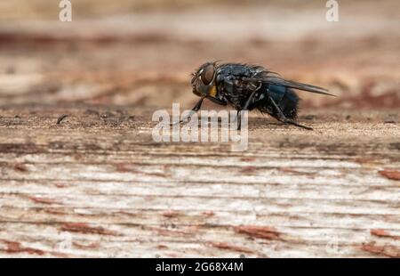 A Blowfly, Chipping, Preston, Lancashire, Royaume-Uni Banque D'Images