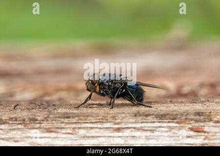 A Blowfly, Chipping, Preston, Lancashire, Royaume-Uni Banque D'Images