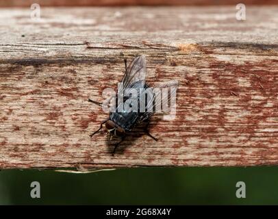 A Blowfly, Chipping, Preston, Lancashire, Royaume-Uni Banque D'Images