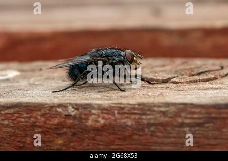 A Blowfly, Chipping, Preston, Lancashire, Royaume-Uni Banque D'Images