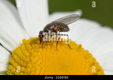 Une mouche du tigre sur une Marguerite Oxeye, Chipping, Preston, Lancashire, Royaume-Uni Banque D'Images