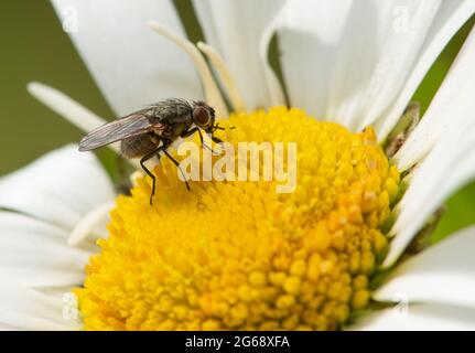 Une mouche du tigre sur une Marguerite Oxeye, Chipping, Preston, Lancashire, Royaume-Uni Banque D'Images