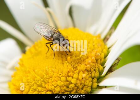 Une mouche du tigre sur une Marguerite Oxeye, Chipping, Preston, Lancashire, Royaume-Uni Banque D'Images