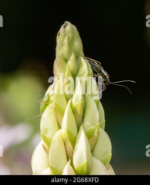 A Plant bug, Chipping, Preston, Lancashire, Royaume-Uni Banque D'Images