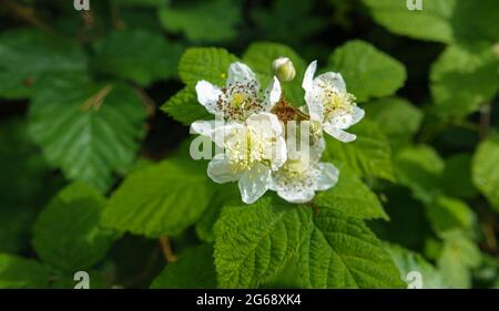 Belle fleur blanche de la mûre commune, saumure (Rubus fruticosus) en pleine croissance sauvage sur la plaine de Salisbury, Wiltshire Banque D'Images