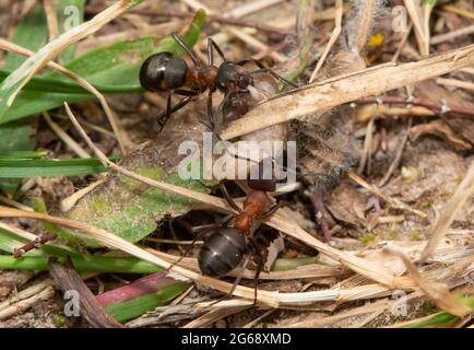 Fourmis de bois du sud portant un grub, Arnside, Cumbria du sud, Royaume-Uni. Les fourmis construisent leurs nids dans des endroits ensoleillés abrités et sont plus actifs au printemps et Banque D'Images