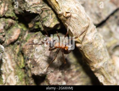 A Southern Wood ant, Arnside, South Cumbria, Royaume-Uni. Banque D'Images