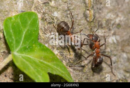 Fourmis de bois du sud à leur limite d'aire de répartition à Arnside, en Cumbria du Sud, au Royaume-Uni. Les fourmis construisent leurs nids dans des endroits ensoleillés abrités et sont les plus actifs dans l'ircs Banque D'Images