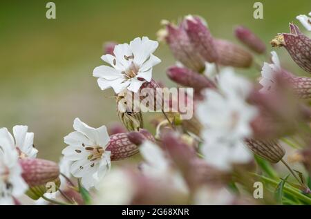 Vessie campion, White Creek, Arnside, Cumbria, Royaume-Uni Banque D'Images