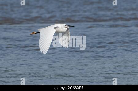 Un petit vol d'aigrette, Arnside, Milnthorpe, Cumbria, Royaume-Uni Banque D'Images