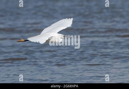 Un petit vol d'aigrette, Arnside, Milnthorpe, Cumbria, Royaume-Uni Banque D'Images