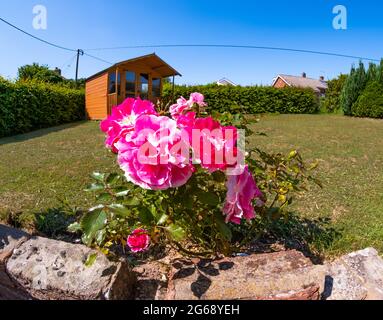 Vue rapprochée des roses roses roses et rouges qui poussent dans un jardin. Prise de vue par une journée ensoleillée et lumineuse Banque D'Images