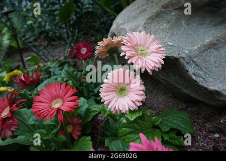 Pâquerette Barberton - fleur gerbera Banque D'Images