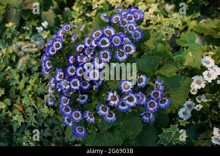 Cineraria blanc et bleu Banque D'Images