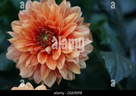 Fleur de Dahlia orange pleine fleur Banque D'Images