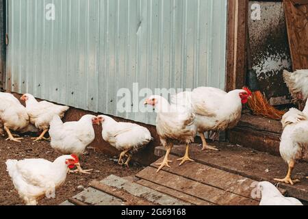 Poulets à griller. Ferme avicole Banque D'Images