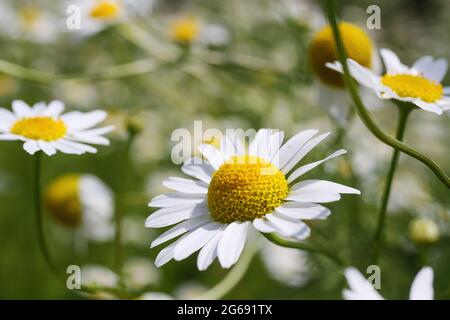 Gros plan des fleurs de camomille jaune blanc dans les champs de fleurs sauvages en été Banque D'Images