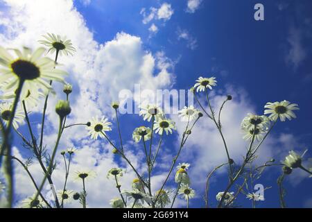 Vue à angle bas de l'œil de ver sur les fleurs de camomille blanche dans le champ de fleurs sauvages contre le ciel bleu nuages moelleux en été Banque D'Images