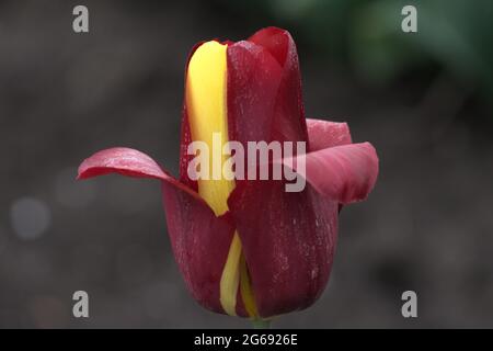 Une belle tulipe rouge jaune trouvée aux pays-Bas Banque D'Images