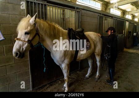 pilote vérifiant que tout est en ordre avec son cheval avant de sortir à la course Banque D'Images