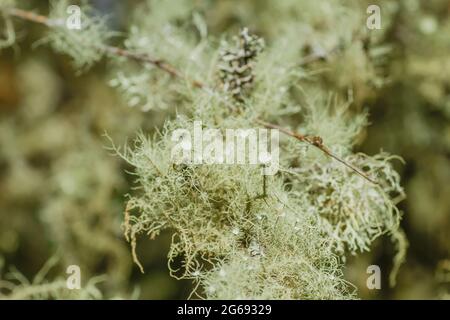 Usnea lichens vert pâle poussant sur un arbre Banque D'Images