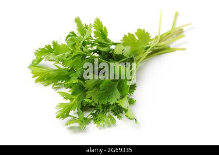 Bouquet de coriandre fraîche, isolée sur fond blanc Banque D'Images